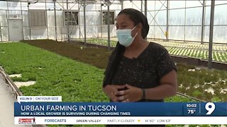 Urban farming in the heart of Tucson