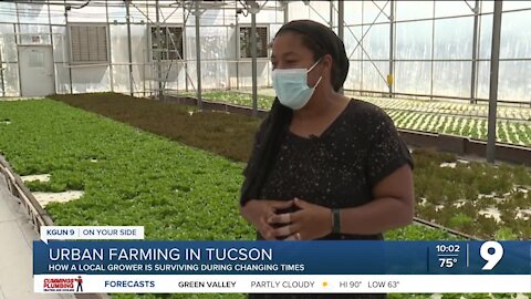 Urban farming in the heart of Tucson
