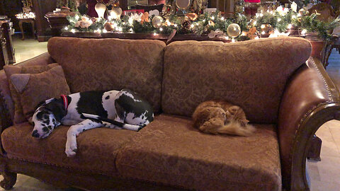 Great Dane Puppy & Cat Enjoy a Nap After Shredding Christmas Wrap