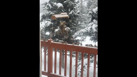 Alaska bird feeder (sparrows)