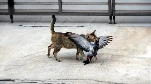The pigeon was blind Cat are finally realised that in attacking time and see what he doing!!!#shorts