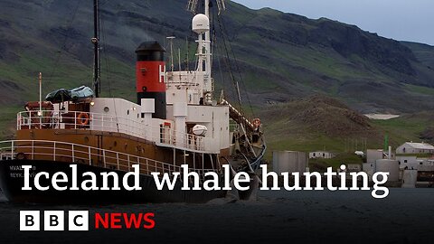 Whale hunting to restart in Iceland after suspension lifted