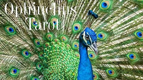 "Shake those peacock feathers!" Ophiuchus ⛎ Tarot