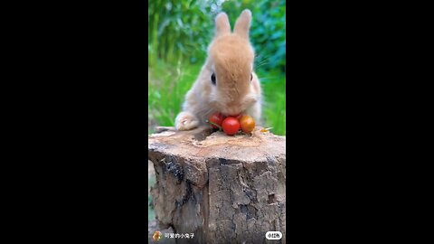 Rabbit eating watermelon #cute #rabbit #rumblevideo