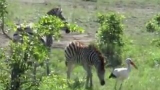 Playful baby zebra loves chasing down stork birds