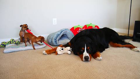 Dog outsmarts puppies in laziest way possible