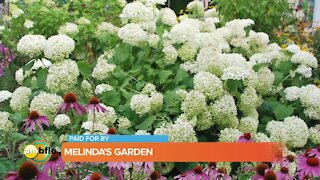 Melinda’s Garden Moment – the best hydrangeas for your garden