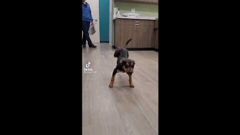 Happy Dancing Dog Compilation | Tiktok