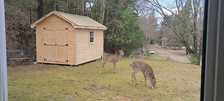 Deer on the front lawn