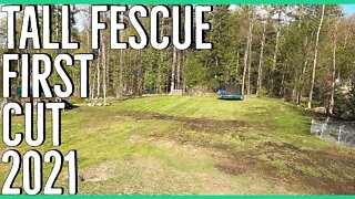 Tall Fescue First Cut of 2021 ||KY31 Tall Fescue Lawn||