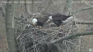 Hays Eagles Squirrel alerts Dad Mom and Eaglets watch 2021 03 29 7:45AM