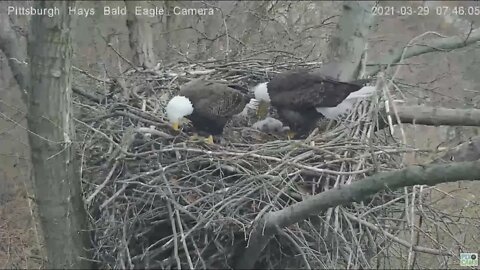 Hays Eagles Squirrel alerts Dad Mom and Eaglets watch 2021 03 29 7:45AM