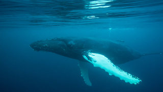 Rare Sighting Of Humpback Whales In British Seas: SNAPPED IN THE WILD