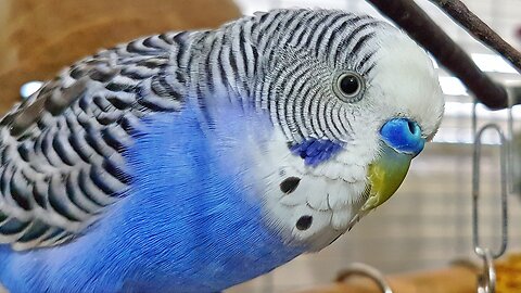 Elly The Budgie talking 20160214