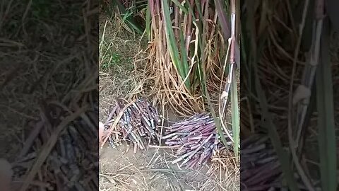 red napier grass, red napier grass benefits, Napier grass in Pakistan