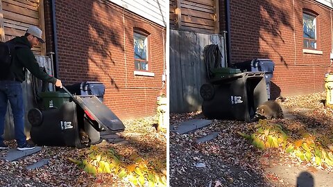 Toronto Man Saves Racoon Trapped In Trash Can