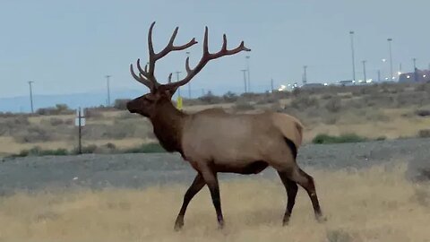 Some Nice Size Elk Roaming Around