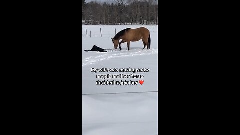 This cute horse is also making a snow angel 🦋