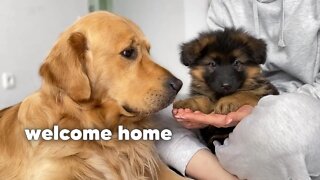 Golden Retriever Meets New Puppy | Emotional Dog Reaction