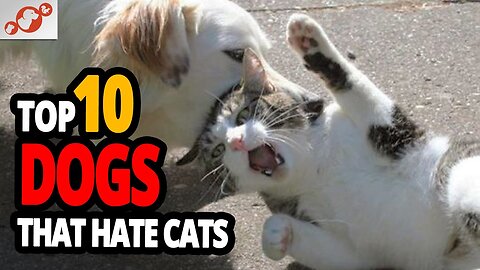 🐕 Worst Dogs For Cats - TOP 10 Dog Breeds That Hate Cats!
