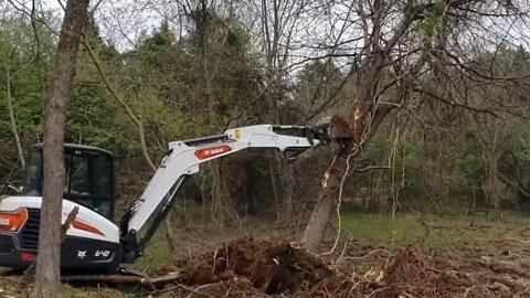 Big honey locust tree vs. Mini excavator. New pond dig site clearing trees with mini excavator