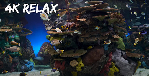 Relaxing aquarium. Relax and Meditation 4K UHD
