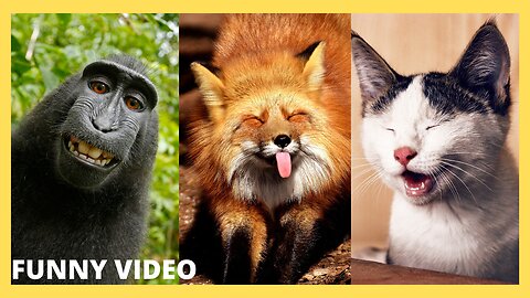 🐱 cats and dogs funny animal video