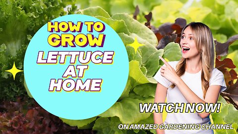 How to Grow Lettuce At Home I Amazed Gardening Lettuce Growth I Gardening ideas for Lettuce I Super