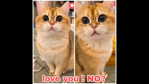 Cat loves you watch it why?