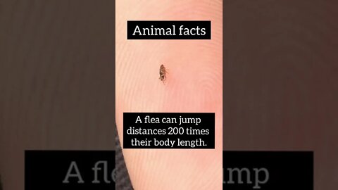 Best animal facts #shorts #facts