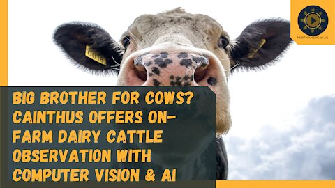 Big Brother for cows? Cainthus offers on-farm dairy cattle observation with computer vision & AI