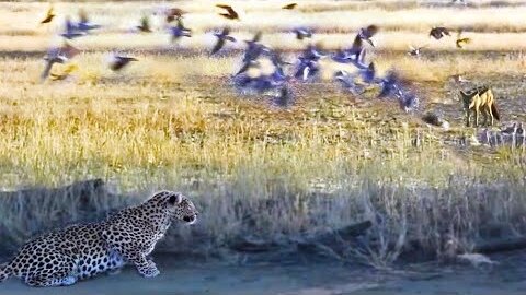 LEOPARD HUNTING JACKAL THAT IS HUNTING BIRDS