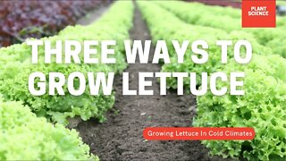 Three Ways To Grow Lettuce. Growing Lettuce In Cold Climates | Gardening in Canada