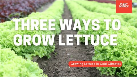 Three Ways To Grow Lettuce. Growing Lettuce In Cold Climates | Gardening in Canada