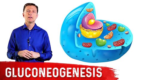 What Is Gluconeogenesis? – Dr. Berg