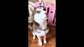 Is it dinner time?? #husky #huskypuppy #puppy #puppies #siberianhusky #puppy #huskies