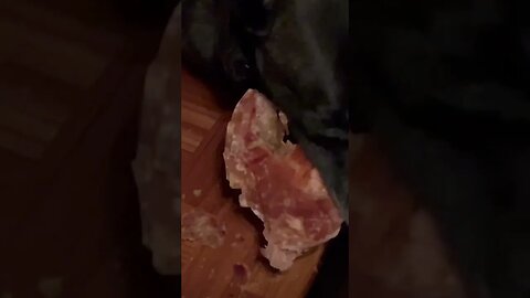 Belgian Malinois Eating - Pig Ear