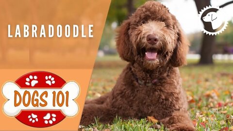 Dogs 101 - LABRADOODLE - Top Dog Facts about the LABRADOODLE | DOG BREEDS 🐶 #BrooklynsCorner