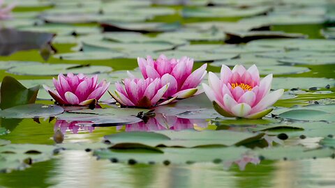 "Lotus: Symbolism, Beauty, and Cultural Significance"