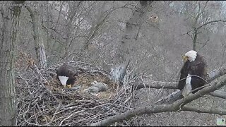 Hays Bald Eagles Dad flies in with a huge fish 2022 04 06 1638