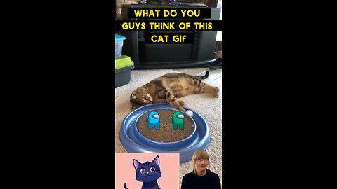 Cute Cat Gif