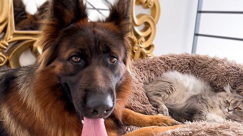 Adorable German Shepherd Protects Pregnant Cat