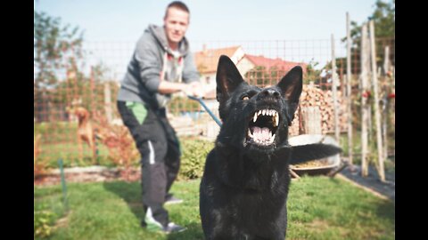 Teaching guard dogs to growl at onlookers in public