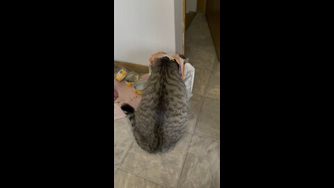 Cat steal food in bag