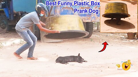 Best Funny Plastic Box Prank on Dog, Super Funny Video Must watch
