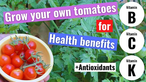 Grow tomatoes for maximum health benefits