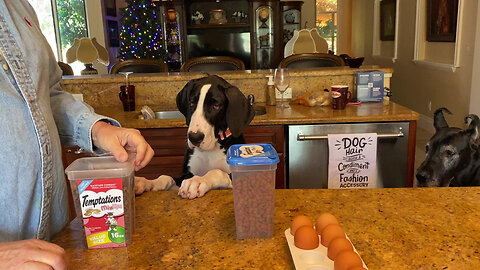 Baby Great Dane Checks Out Cat Treats With New Sister Dog