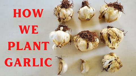 Planting Garlic in Woodchips - The Hillbilly Farmers