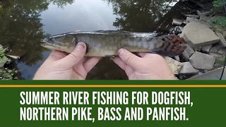 Summer River Fishing For Dogfish, Northern Pike, Bass and Panfish / Michigan River Fishing