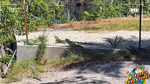 Iguanas & Jellyfish on The Loose in Key West